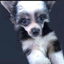 Chihuahua and Chinese Crested Puppies from Western Kentucky Chihuahua’s and Chinese Crested’s