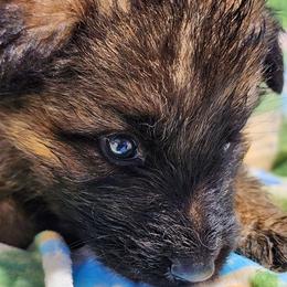 Fender - Sable male German Shepherd puppy in Los Lunas, New Mexico from Mali's German Shepherds LLC