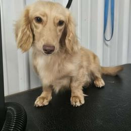 Sage - Dachshund
