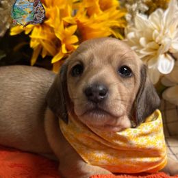 Rummy - Cream female Dachshund puppy in Fayetteville, West Virginia from Loop Creek Dachshunds
