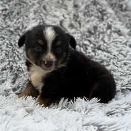 Dane - Black tri male Toy Australian Shepherd puppy in Ambrose, Georgia from Brandilyn's Aussies