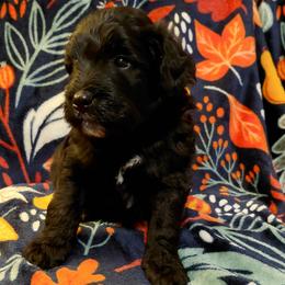 John Marshall - Black male Goldendoodle puppy in Lewistown, Pennsylvania from Southern Star Goldendoodles