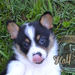 American Corgi and Pembroke Welsh Corgi Puppies from Half-Pint Corgis
