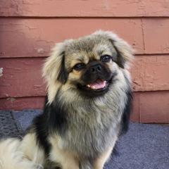 Rivin - Tibetan Spaniel