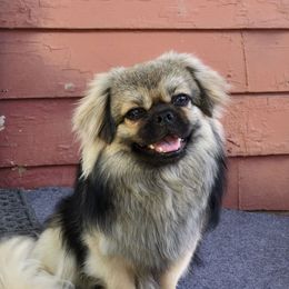 Rivin - Tibetan Spaniel