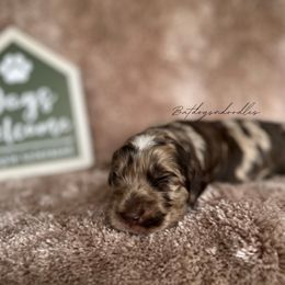 Cavapoo, Cockapoo, and French Bulldog Puppies from Batdogsndoodles
