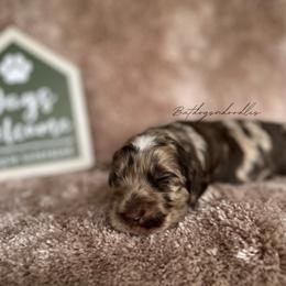Cavapoo, Cockapoo, and French Bulldog Puppies from Batdogsndoodles