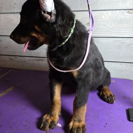 Girl 1B - Black and tan female Beauceron puppy in Vale, North Carolina from Von Katzenstein Kennel