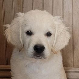 Cavapoo, Goldendoodle, and Golden Retriever Puppies from SoléLuna Golden Retrievers