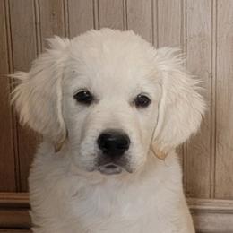 Cavapoo, Goldendoodle, and Golden Retriever Puppies from SoléLuna Golden Retrievers