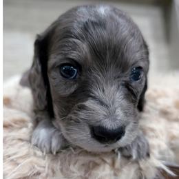 Dachshund Puppies from Goldie Girls Ranch Dachshunds