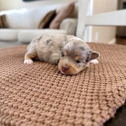 Blue - Blue merle female Toy Australian Shepherd puppy in Payson, Utah from Spring Creek Aussies + Corgis
