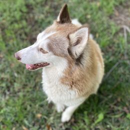 Sage - Siberian Husky