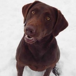 Labrador Retriever adult dog