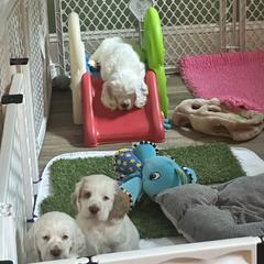 Clumber Spaniel Puppies from Wanderlust Clumber Spaniels