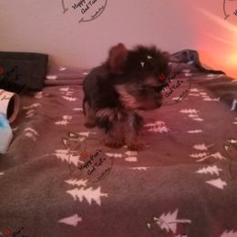 Bulldog and Yorkshire Terrier Puppies from Happy Paw's And Tail's