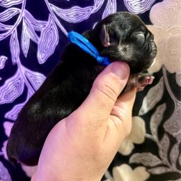 Bloom - Black and tan female French Bulldog puppy in Greeley, Colorado from Mandy Moon French Bulldogs