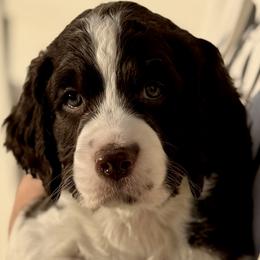Blue Collar - Liver and white male English Springer Spaniel puppy in Tea, South Dakota from Mindy's English Springer Spaniels