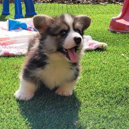 Brody - Black and tan male Pembroke Welsh Corgi puppy in Sparta, Tennessee from Poso Creek Corgis