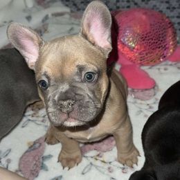 French Bulldog Puppies from KT’s Fabulous Frenchies
