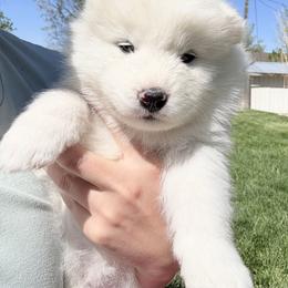 Girl 3 - White Samoyed puppy in Smithfield, Utah from Happy Samoyedland