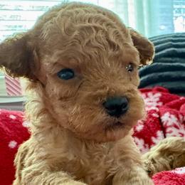 Pooh Bear - male Goldendoodle puppy in Pensacola, Florida from Goldendoodles Love You in Pensacola Friend Edition