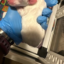 Maltese, Morkie, Poodle, and Yorkshire Terrier Puppies from YorkiesPawsLife