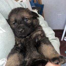 Raine - Sable female German Shepherd puppy in Winterport, Maine from Vom Stevens Old Fashioned German Shepherds