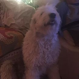 Great Danes, Old English Sheepdogs, Poodles, and Sheepadoodles from The Buttercream Ranch