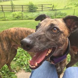 Whippet All Grown Up from Nota Bene whippets