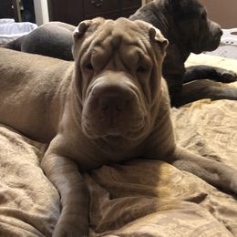 Thor - Chinese Shar-Pei