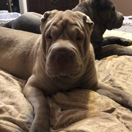 Thor - Chinese Shar-Pei