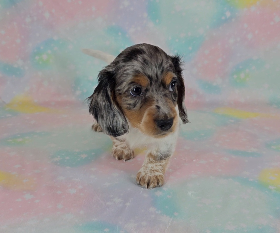 Dachshund Puppies from Newbern's Nuggets