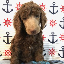 Poodle Puppies from Shallow Bay Standard Poodles