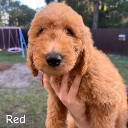 Red - Red  male Goldendoodle puppy in Savannah, Georgia from PurdyDoodles