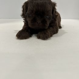 Shih Tzu Puppies from Moore Shih Tzus