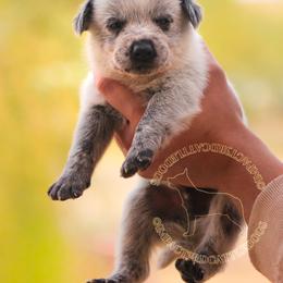 Nicodemus (ASDR) - Blue speckled male Australian Cattle Dog puppy in Marana, Arizona from Impact 3rd Australian Cattle Dogs