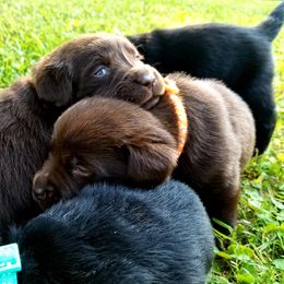 Labrador Retriever Puppies from Cove Labradors