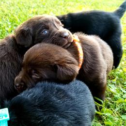 Labrador Retriever Puppies from Cove Labradors