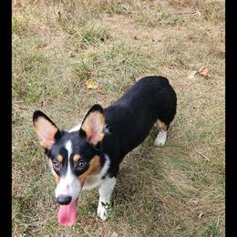 Celie - American Corgi