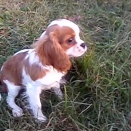 Tater - Cavalier King Charles Spaniel