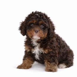 Australian Mountain Doodle, Bernedoodle, and Cavapoo Puppies from Cedar Wood Farms