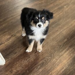 Cindy Lou Who - Black tri Toy Australian Shepherd puppy in Dayton, Tennessee from Willow Ridge Mini and Toy Aussies