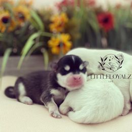 Pomsky Puppies from LittleLoyalzLLC
