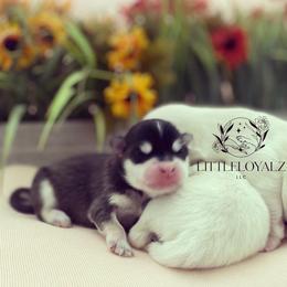 Pomsky Puppies from LittleLoyalzLLC
