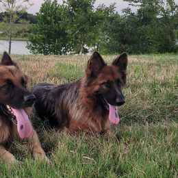 German Shepherds from AA+ German Shepherds