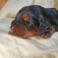 Girl 2 - Black and tan female Gordon Setter puppy in Milton, Florida from Katherine's Golden Retrievers, Gordon Setters, and English Setters