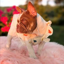 Dove - Tricolors female French Bulldog puppy in Fort Atkinson, Wisconsin from Bishop Bullyz