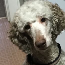 Phoebe - Poodle