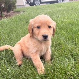 Green Collar - Golden male Golden Retriever puppy in Mountain Home, Idaho from Poppy's Garden Golden Retrievers